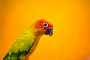Sun Conure Parrot on mountain and Orange background