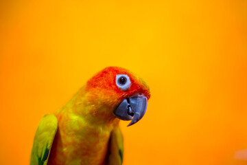 Sun Conure Parrot on mountain and Orange background