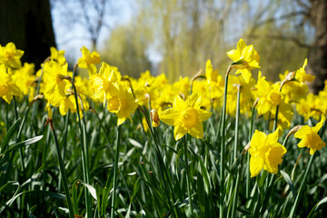 field with blooming yellow daffodils in the spring