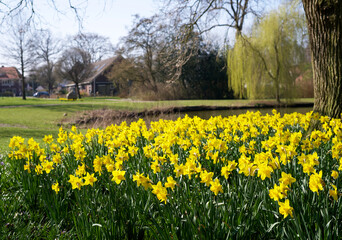 Obraz premium field with blooming yellow daffodils in the spring
