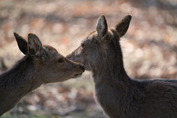The fallow deer, Dama dama, is a ruminant mammal, female
