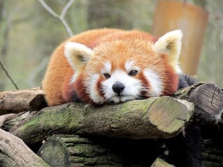 panda roux