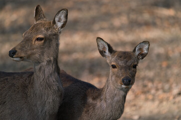 The fallow deer, Dama dama, is a ruminant mammal, female
