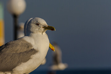 Portrait of a gull or seagull standing on a seaside railing at golden hour near the ocean at sunset or sunrise. It's Caspian gull (Larus cachinnans) nesting in the Black and Caspian Seas.