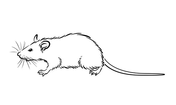 Vector hand drawn sketch doodle rat mouse  Stock Illustration 58899648   PIXTA