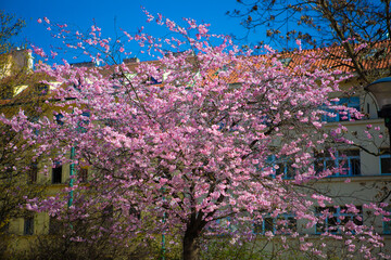 Obraz premium blooming tree in the garden - cherry blossom
