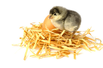 small chicken and hen's egg in a nest isolated on white .