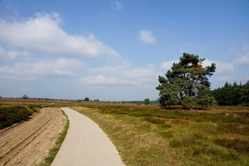Bicycle path on heather fields (Ginkelse Heide) near Ede the Netherlands