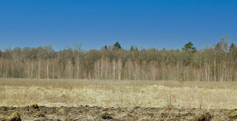 landscape with trees and sky
