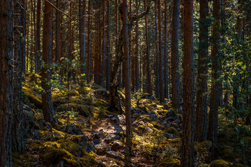 Moody forest trail. Sunlight peaking through trees.