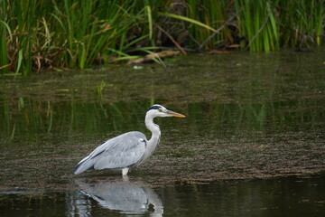 池の中を進むアオサギ