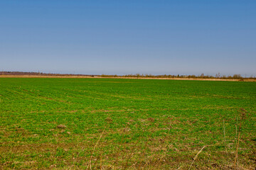 Fototapeta na wymiar landscape with sky and green grass