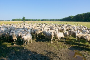 Obraz premium Herd of sheep near Ede (Planken Wambuis) the Netherlands