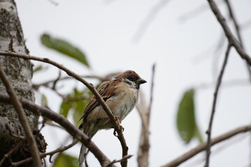 枝に止まるスズメ
