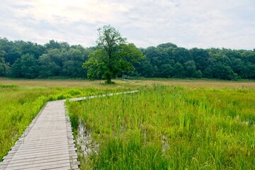 Fototapeta na wymiar Nature reserve with boardwalk over stream near Renkum the Netherlands (Renkums Beekdal)