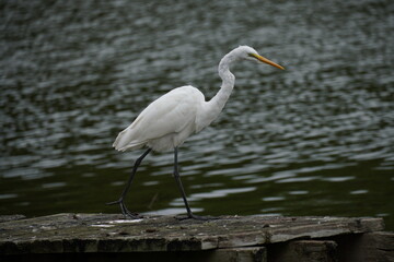 桟橋を歩くコサギ