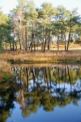 Reflection of trees in small pond