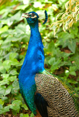 Obraz premium blue peacock