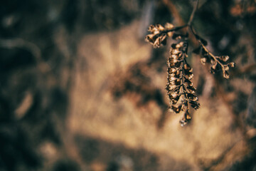 dry leaves seen from close up in the autumn - winter season