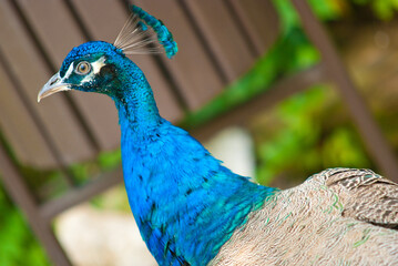 Obraz premium blue peacock