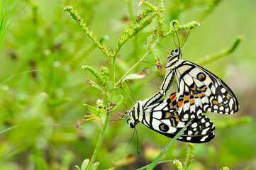 butterfly mating on leaf