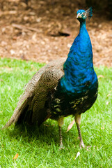 Obraz premium blue peacock