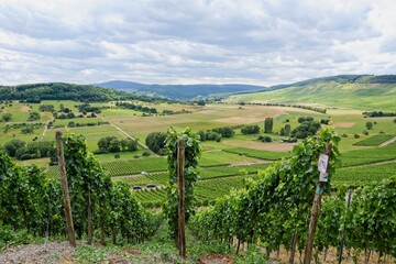 Fototapeta premium Lieser Germany - 29 July 2015 - Vineyards near Lieser in Moselle Valley in Germany