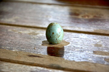 an egg of the myna bird