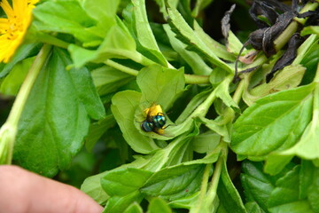 a common green bottle fly caught by a spider crab
