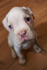white boxer puppy with eyes of different colors, blue and brown