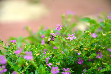 a bee drinking nectar from the false heather 