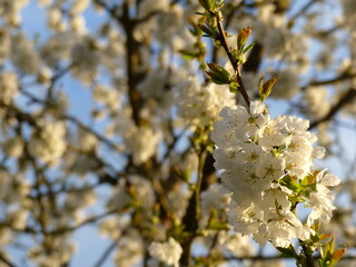 Cerisier au printemps
