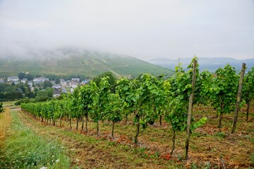 Fototapeta na wymiar Vineyards near Lieser in Moselle Valley in Germany