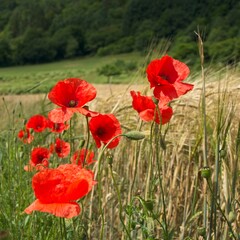 Wheat field with red poppies