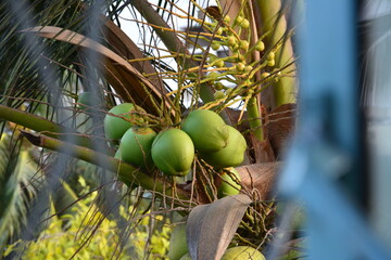 a bunch of coconuts outside my window