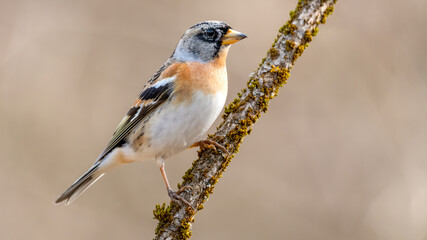 bird, natur, wild lebende tiere, tier, ast, finch, robin, frühling, schnabel,
