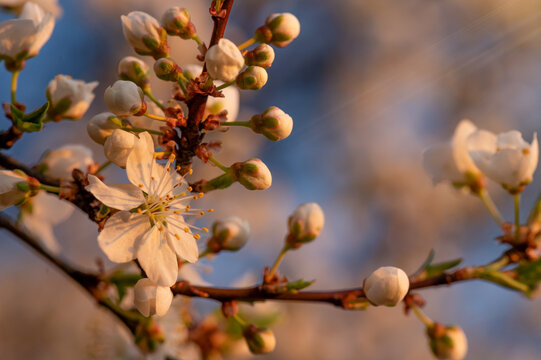 Blooming tree with some warm contrast colors