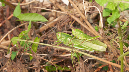 Green grasshoppers mating