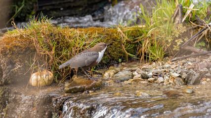 bird, natur, m&ouml;ve, tier, wild lebende tiere, gull, wasser, meer, wild, bird