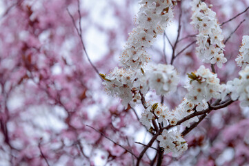 Kwitnące drzewo wiśni wiosną. Biało różowe drzewo wiśniowe kwitnące pięknymi kolorami. Kwitnące drzewo wiosną. Początek wiosny. Koniec zimy. Ogrodowe drzewa kwitnące wiosną. 