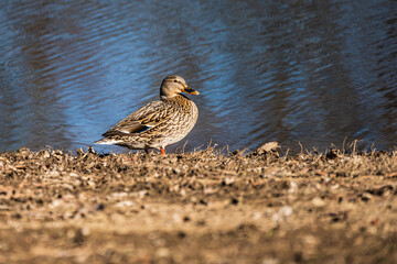 mallard duck
