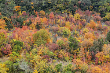 Fototapeta premium autumn colors