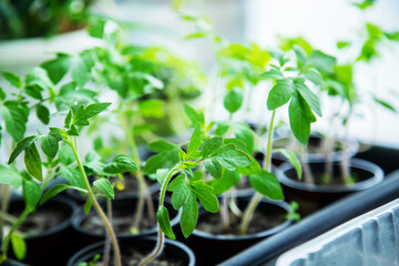 Tomato seedlings in cups on the window. Selective focus. nature.