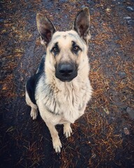 german shepherd dog