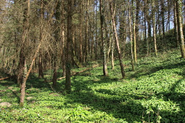 Fototapeta premium trees in the forest