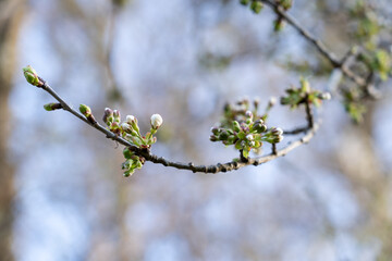 Kirschblüten, Knospen