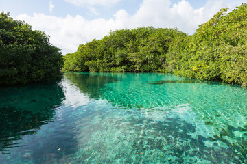 Casa cenote is one of the beautiful cenotes in the Riviera Maya north of Tulum, Quintana Roo,...