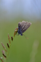 Old blue and grey butterfly close up on a plant