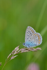Fototapeta na wymiar Common Blue small butterfly close up in nature