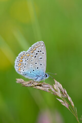 Naklejka na ściany i meble Common Blue small butterfly close up in nature